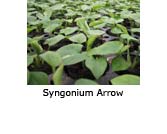Syngonium Arrow