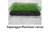 Asparagus Plumosus nanus