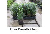 Ficus Danielle Clumb