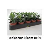 Dipladenia Bloom Bells